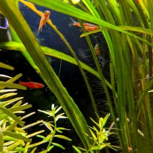 Meet your Posher, Sydney